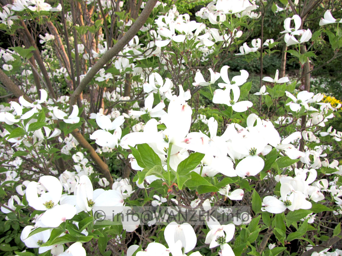 Cornus florida - Blueten jung nah1.JPG
